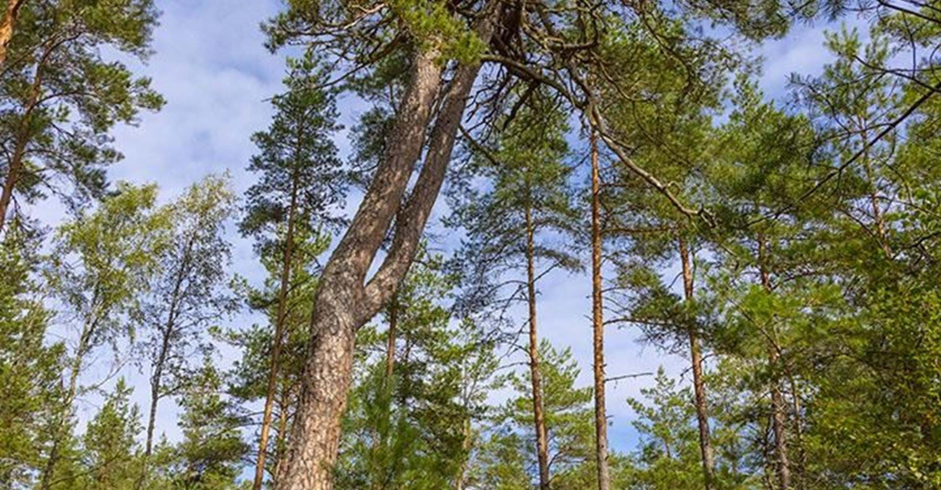 I Forsums gammelskog kan man ta en extra runda och titta på dubbeltallen.
Etapp Hälla - Nartop