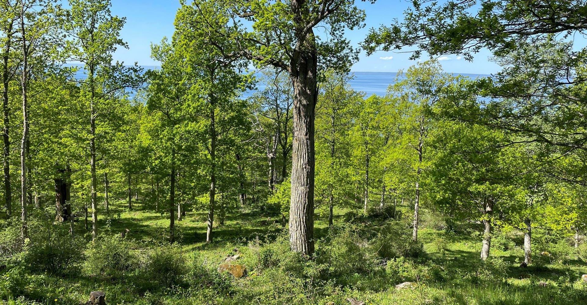 Ombergs jätteekar
