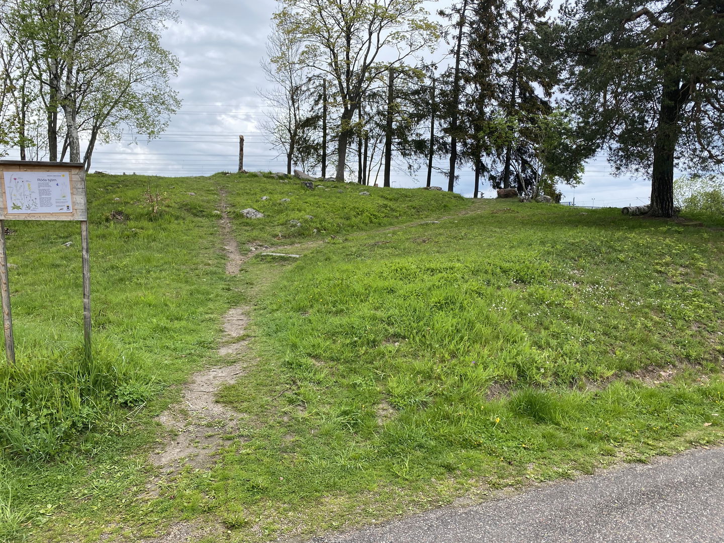 Röda björn, örtbacke, bilden visar en äng bredvid järnvägsspår med träd i bakgrunden.