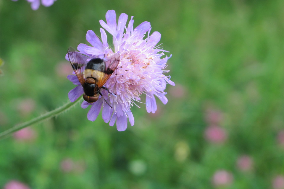 90 arter solitära bin