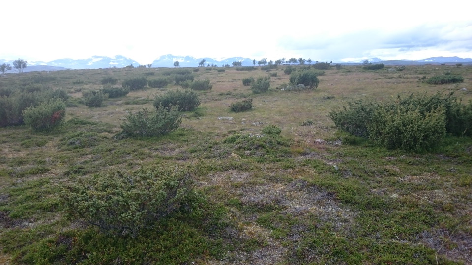 Enefälad på fjället. Syterskalet i bakgrunden.