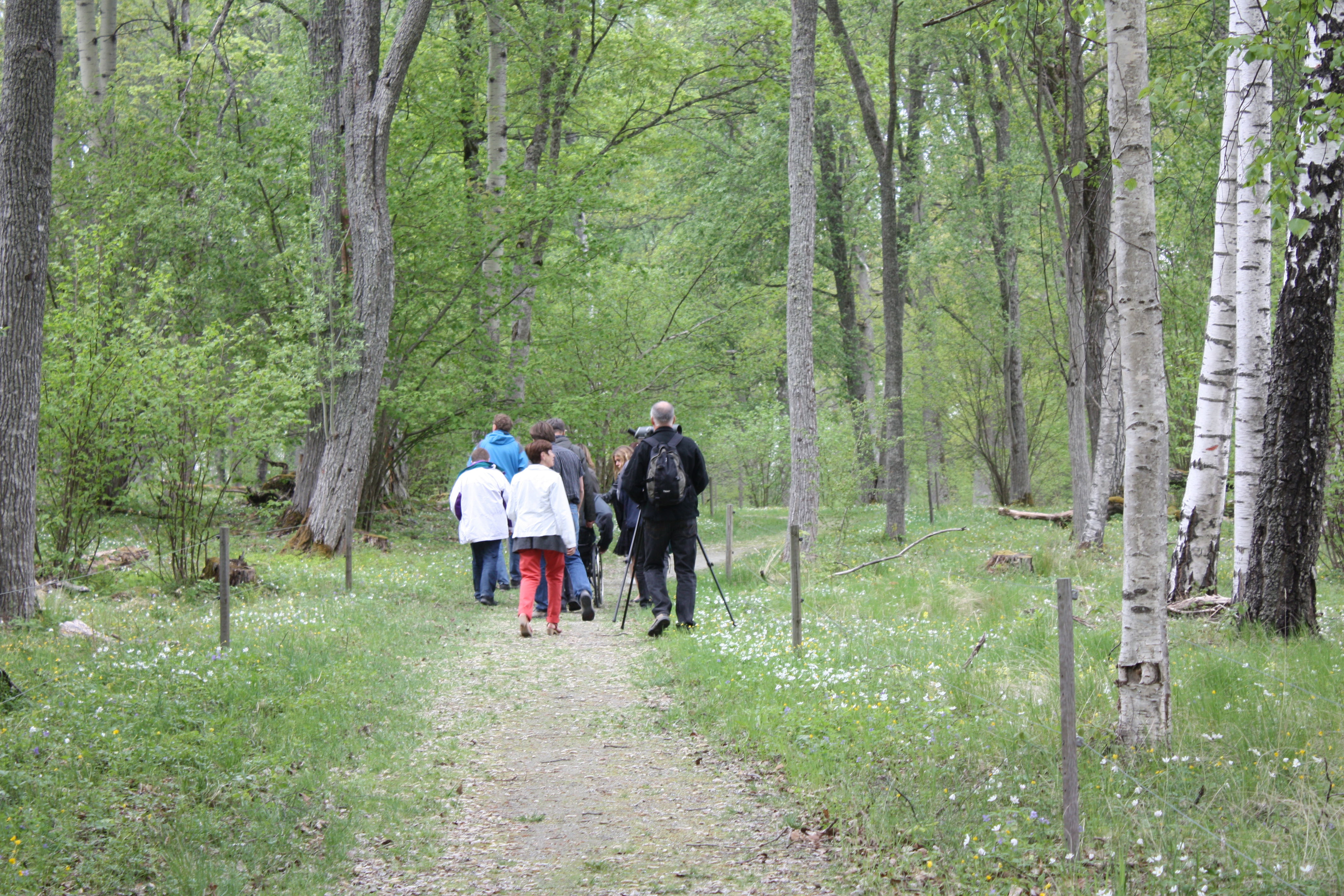 En grupp människor går på en grusad stig. På bägge sidorna av stigen är det elstängsel med många träd innanför.