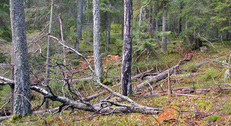 En öppning i skogen.