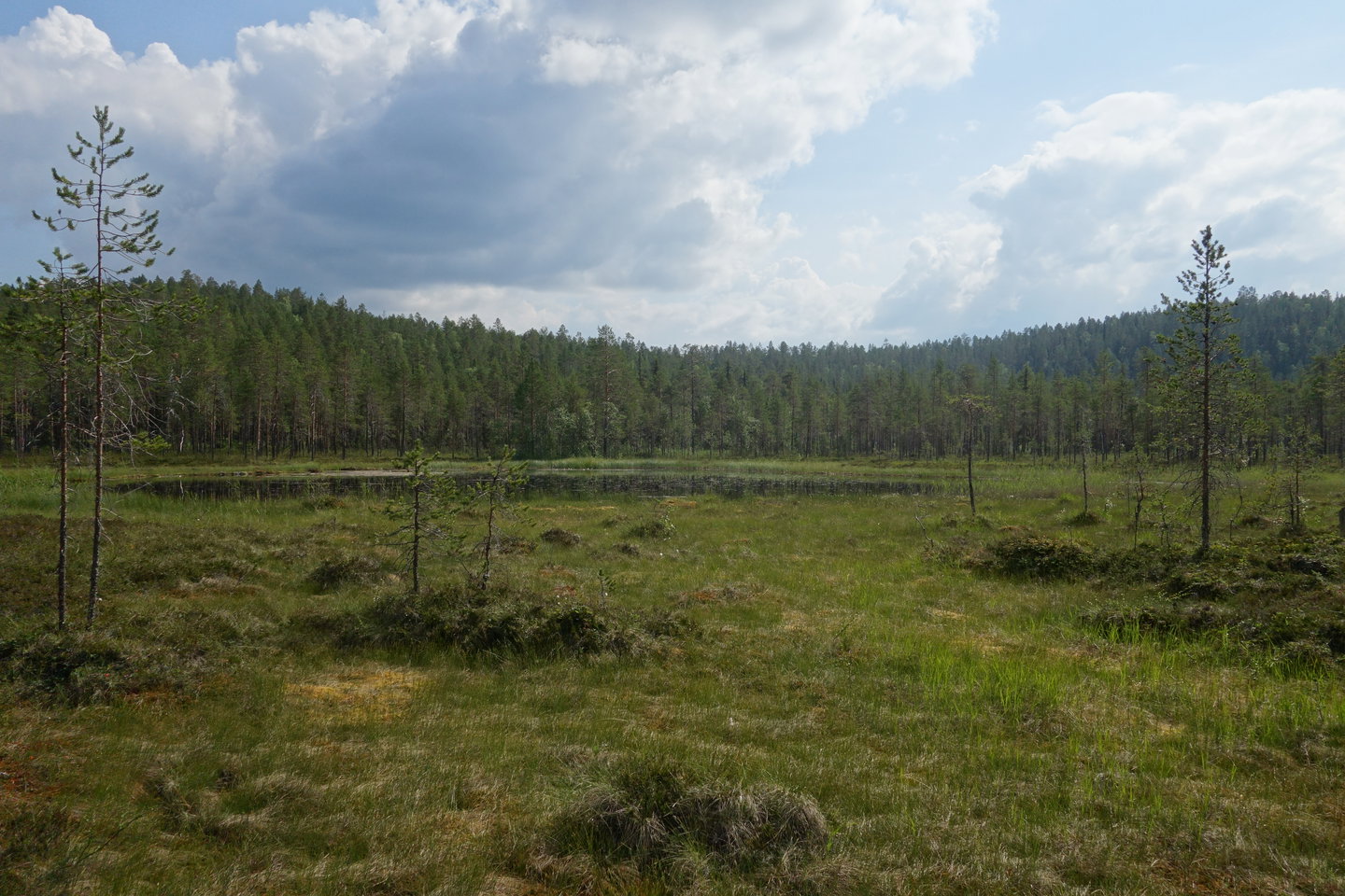 Vy över Öringtjärnarna.