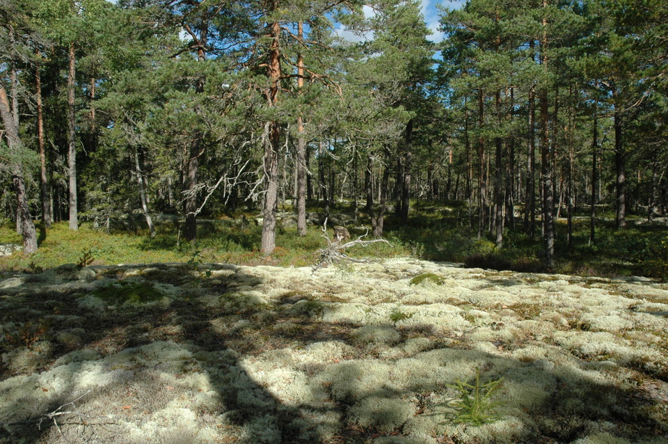 Närbild på tät tallskog.