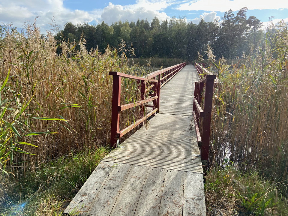 En lång träbro med röda räcken. Bron kantas av vass. 