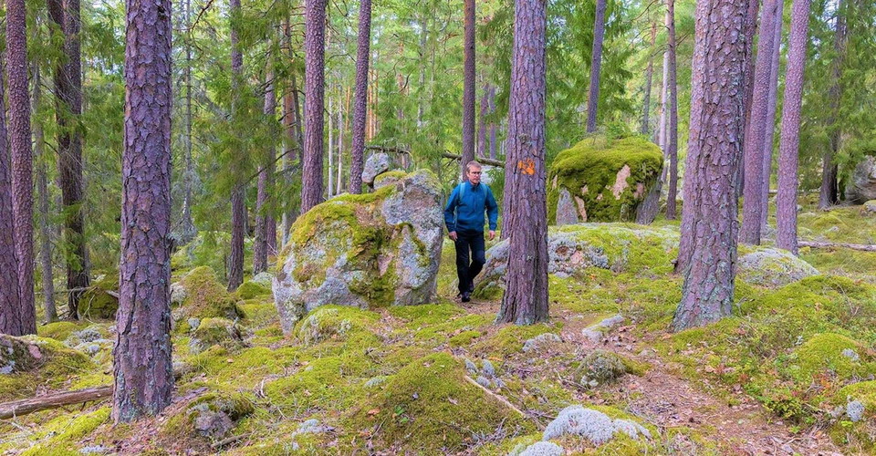 Vacker skog norr om Eklabo.
Etapp: Boxholm - Eklabo, Boxholm-Blåvik
Boxholm