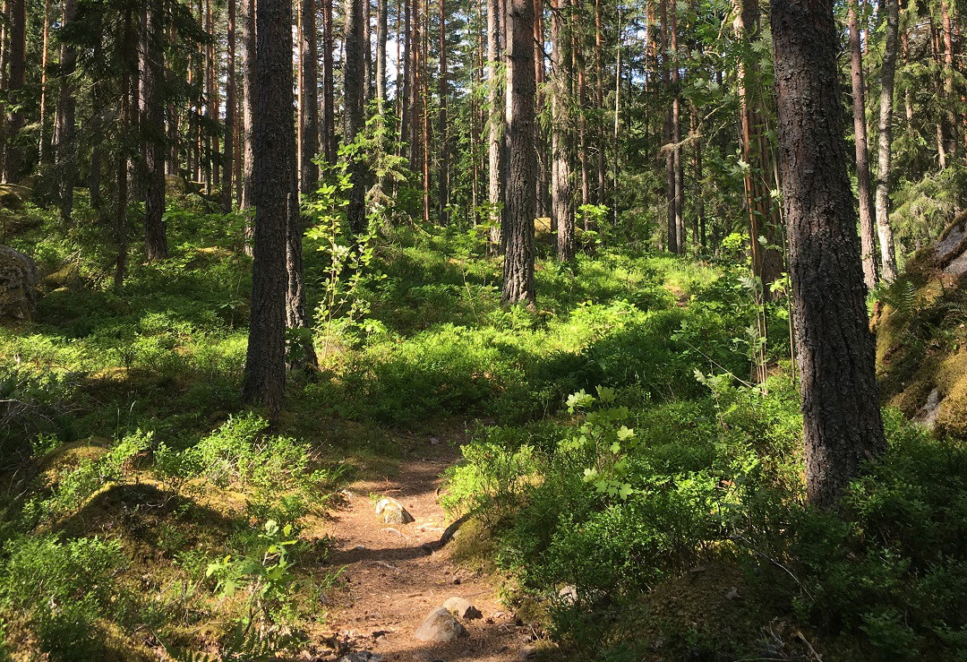 Skogsstig