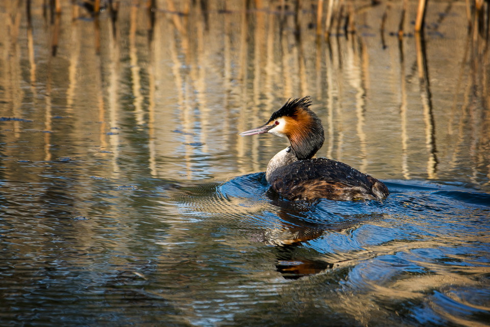 Skäggdopping. Foto: Johan Pontén