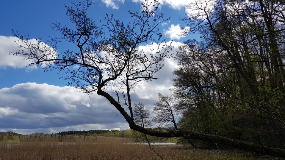Gråvikens västra strand. Foto Lidingö stad