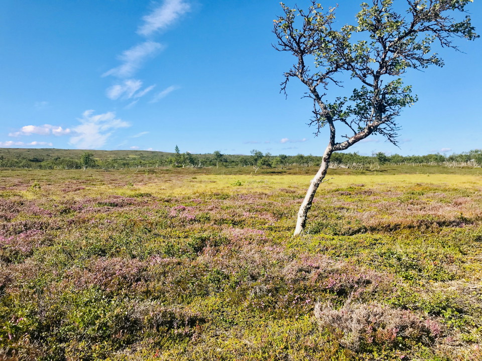 Myr nära Ljåbodarna