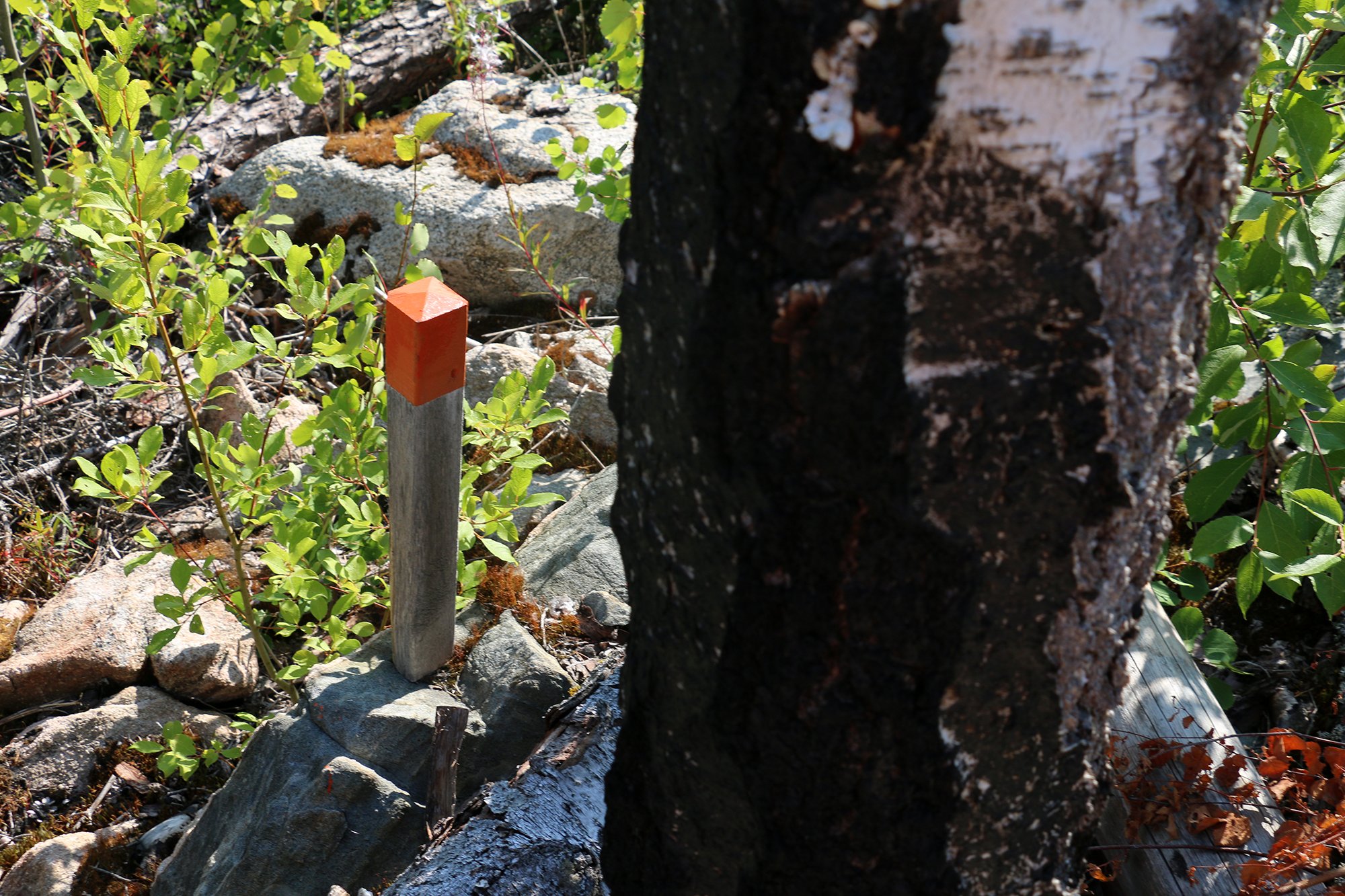 Knähög stolpe med orange topp bredvid sotsvart björkstam.