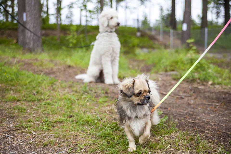 En liten hund och en mindre hund
