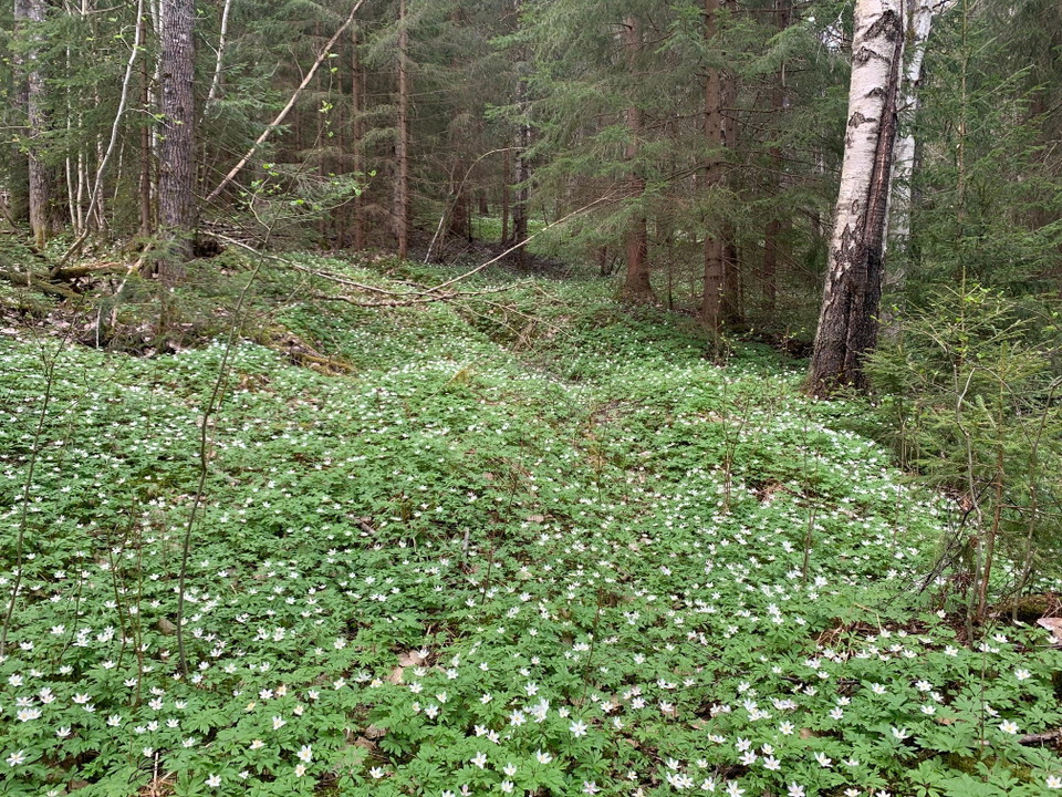 Inne i naturreservatet