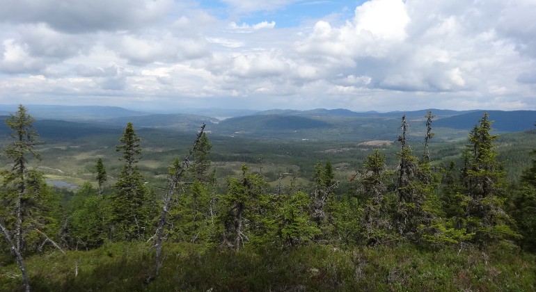 Vy med grantoppar och berg i horisonten.