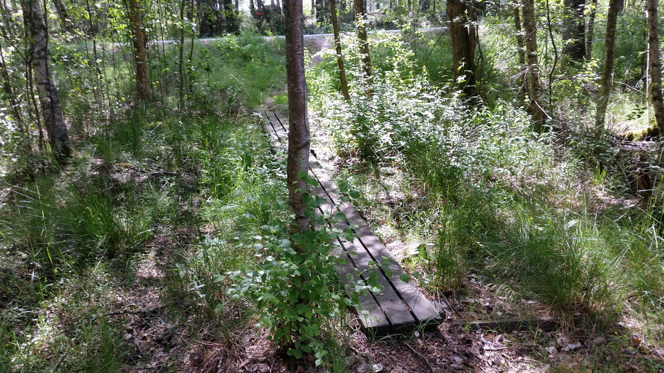 Bild på planka i skogen