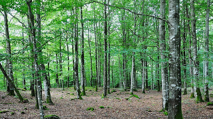 Naturreservat Södrabo Bokskog