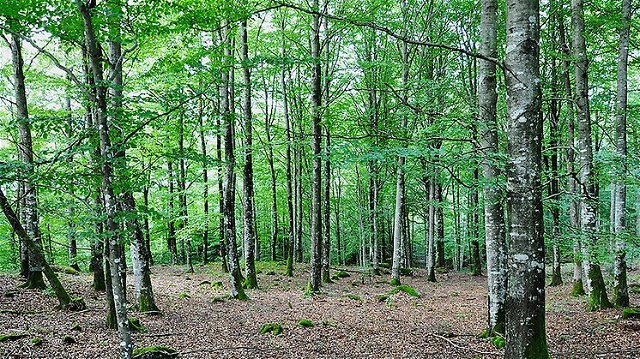 Södrabo Bokskog Nature Reserve