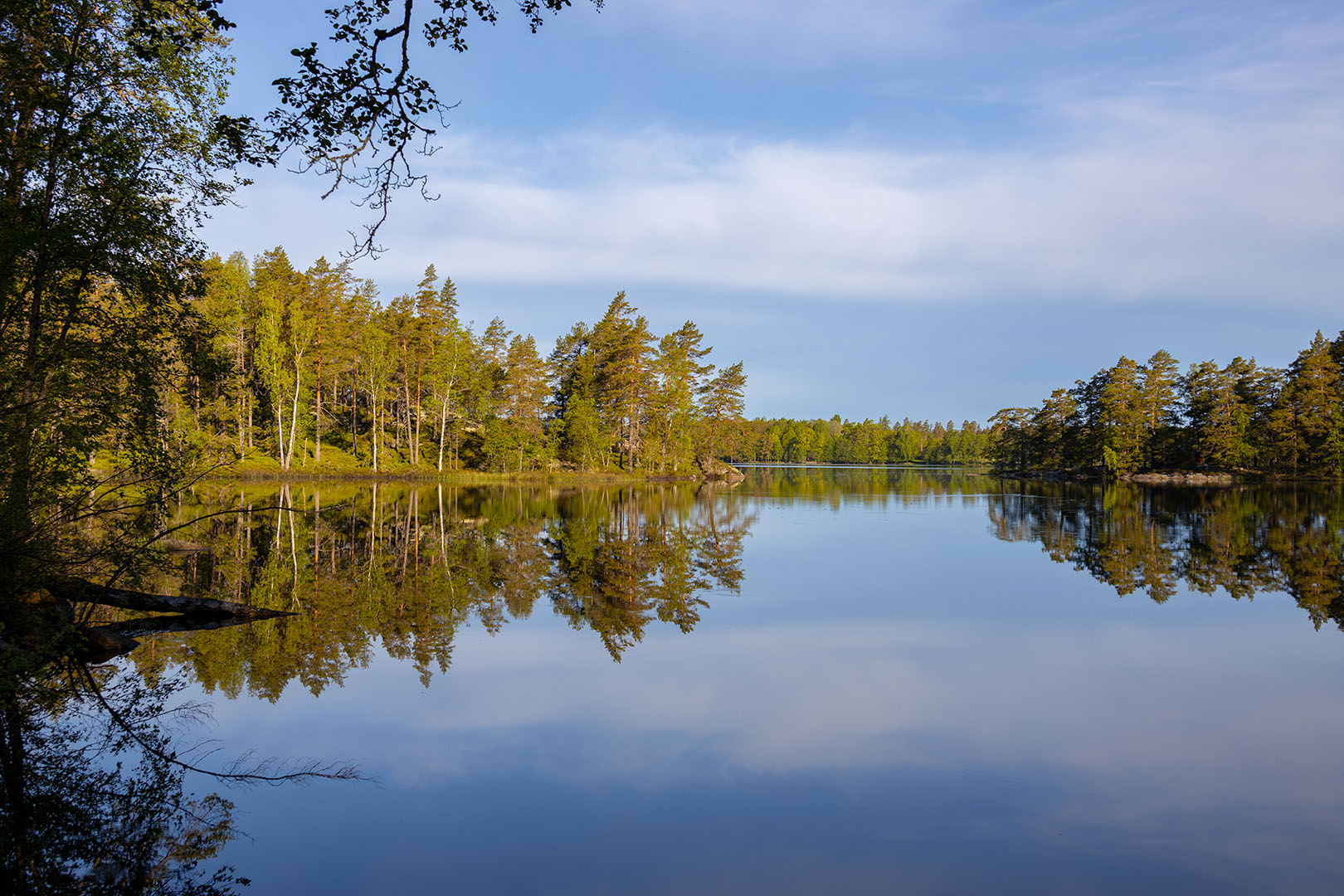 En sjö med omgivande skog