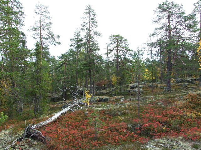Ludenhatten