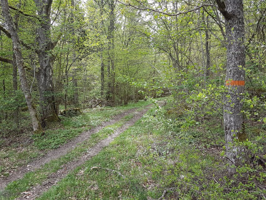 En smal grusväg med grässträng i mitten i en skog.
