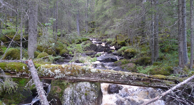 En av skogsbäckarna som kastar sig utför Törnberget, ner mot sjön Ängratörn.