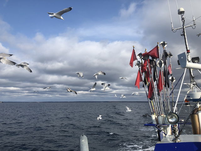 Förbud mot allt fiske 1 januari till 31 maj | Fredningsområde Hallarumsviken