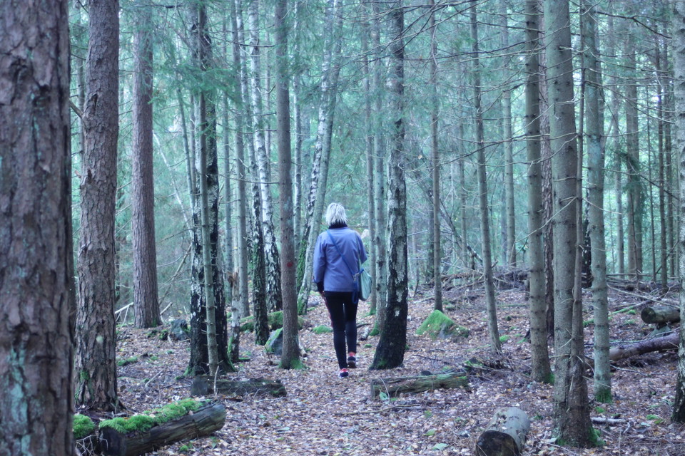 Skogen i norra delen av gamla stenbrottet