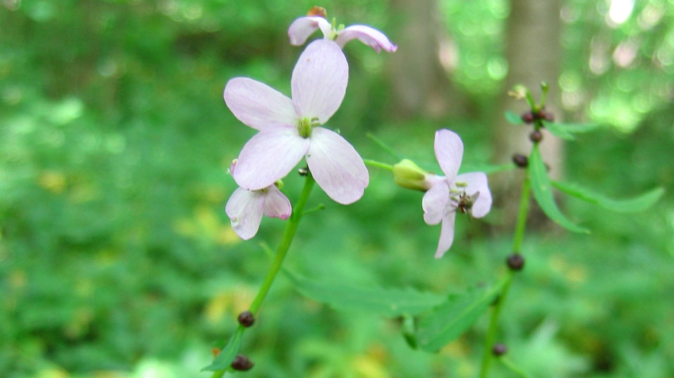 Tandrot i Larsbergs ekbbacke. Foto Lidingö stad