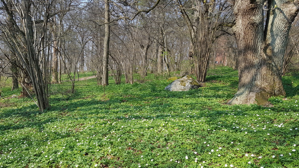 Larsbergs ekbacke. Foto Lidingö stad