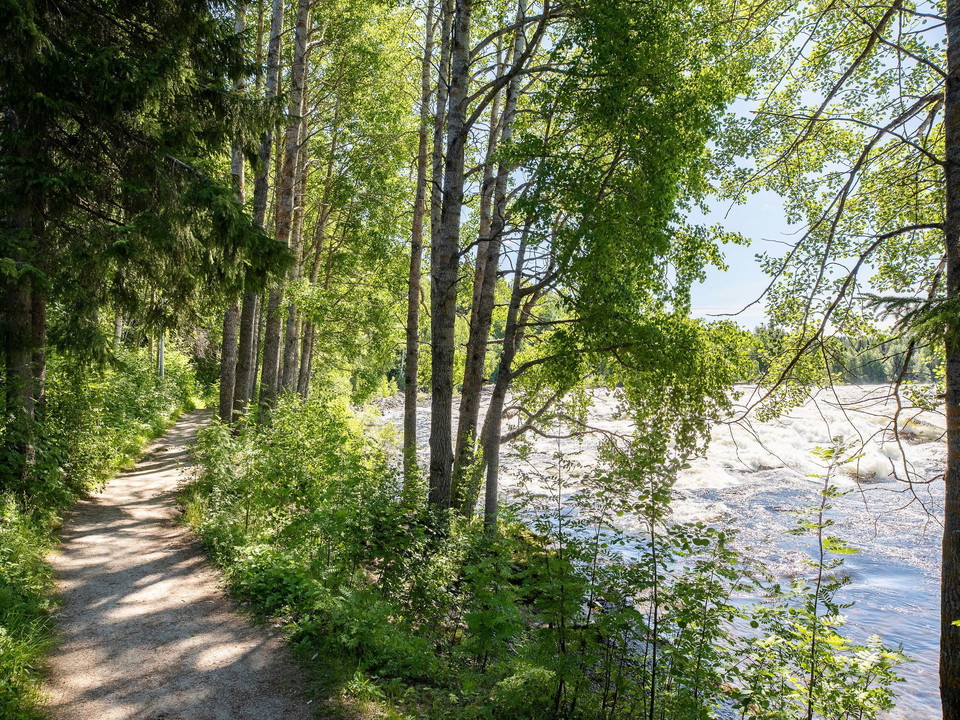 Leden Forsarna runt