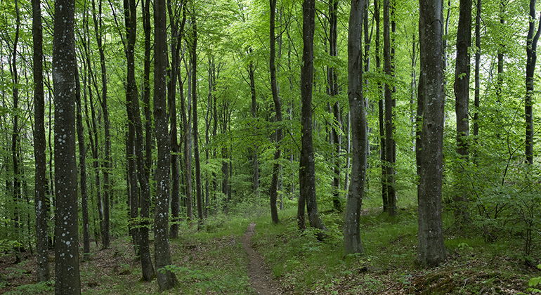 Ädellövskog.