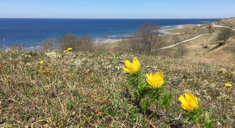 I maj blommar våradonisen och färgar backarna gula (bilden är tagen i NR Husrygg).