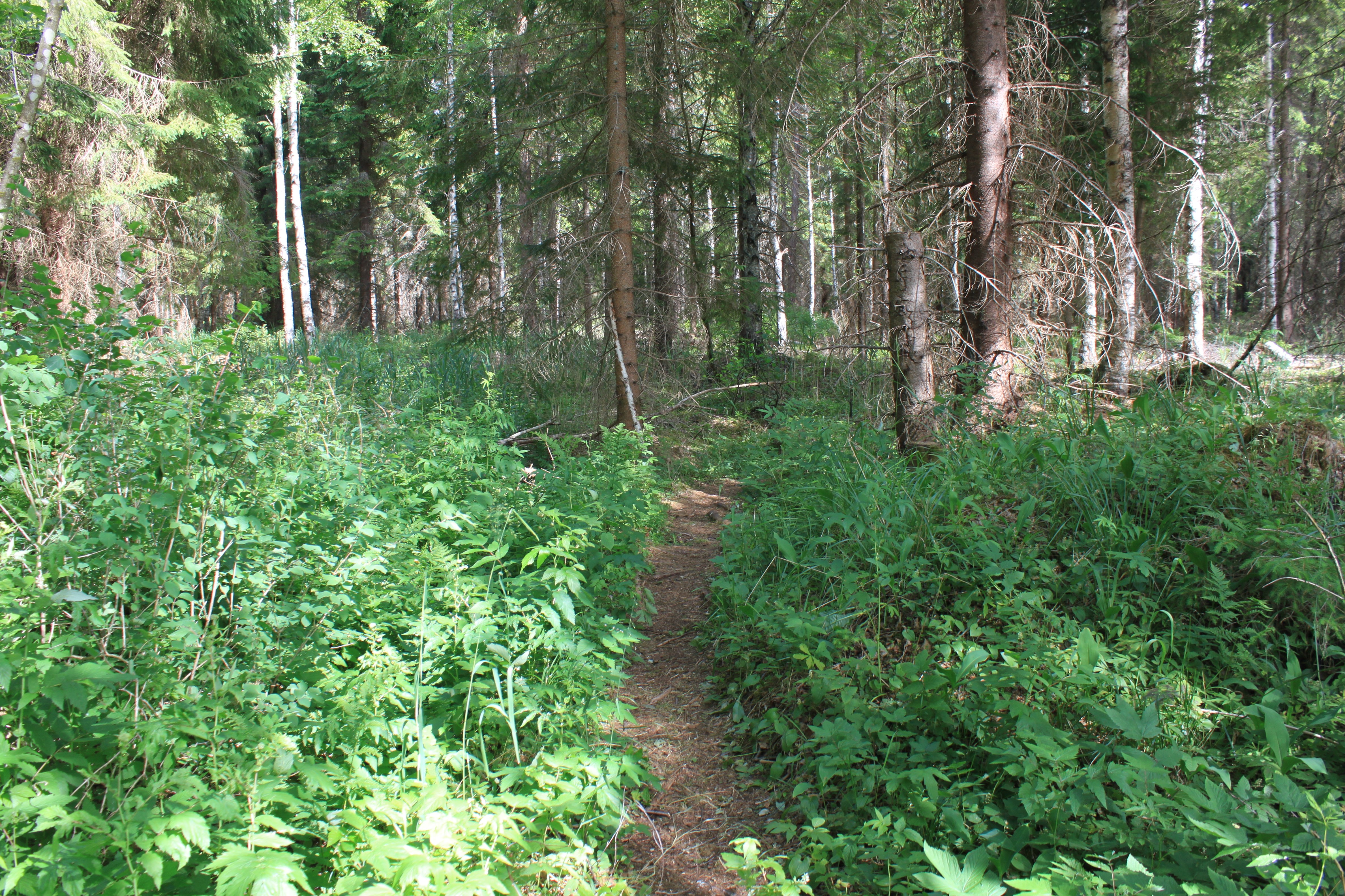 En smal stig går genom lummig skog.