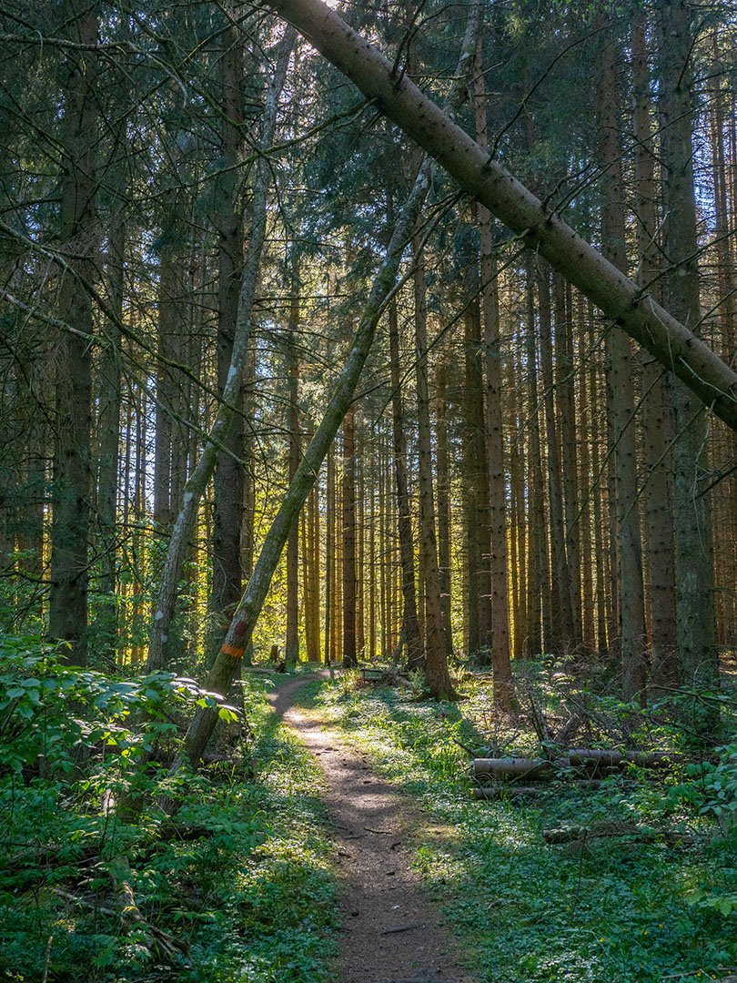 Gammal skog på Omberg