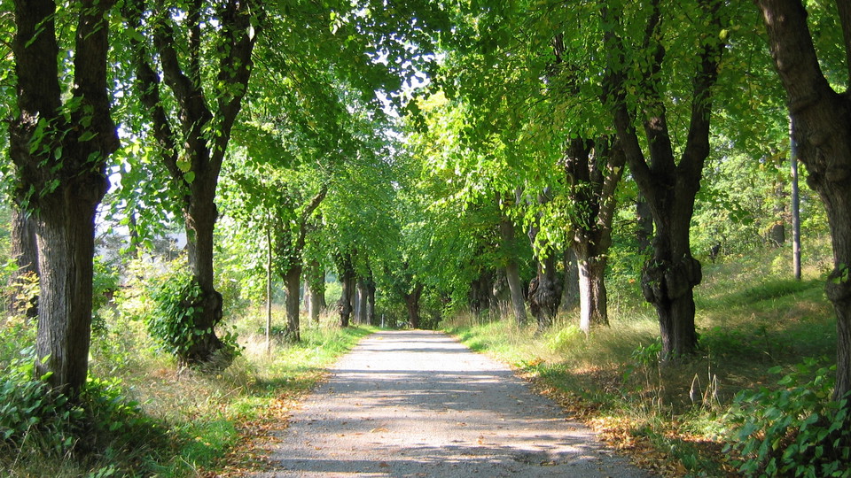 Allé vid Hustegaholm. Foto Lidingö stad