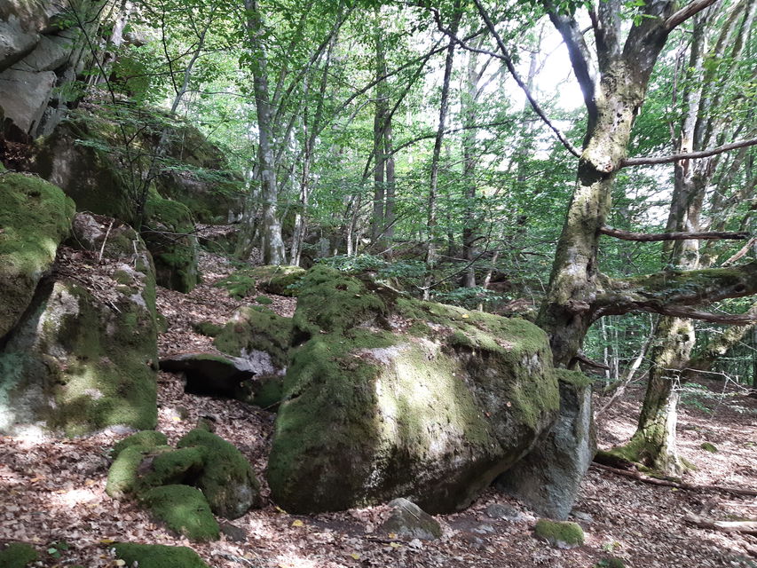 Blockrik ädellövsluttning.