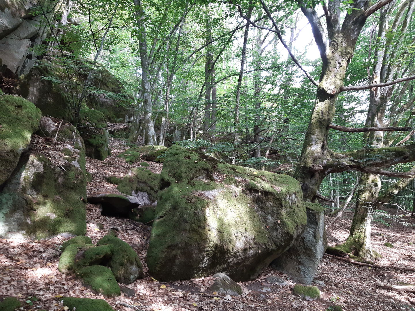 Blockrik ädellövsluttning.