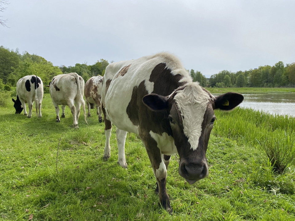 Betande kor vid Isbladskärret.