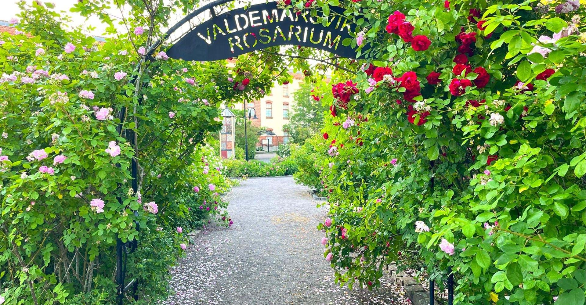 Valdemarsviks rosarium, portal, blommande rosor.