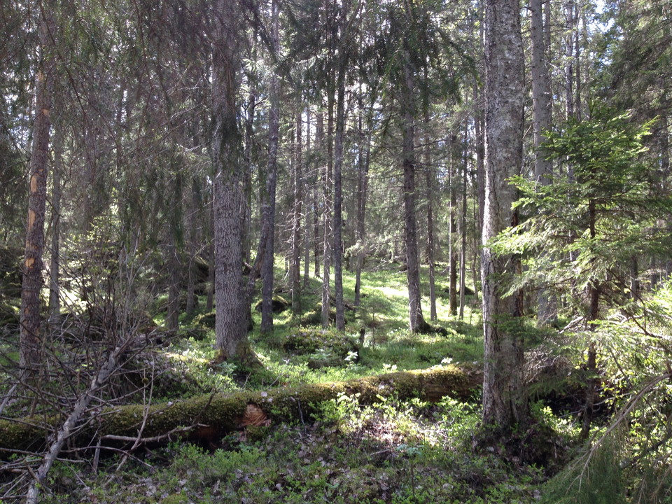 Storängstorpets naturreservat