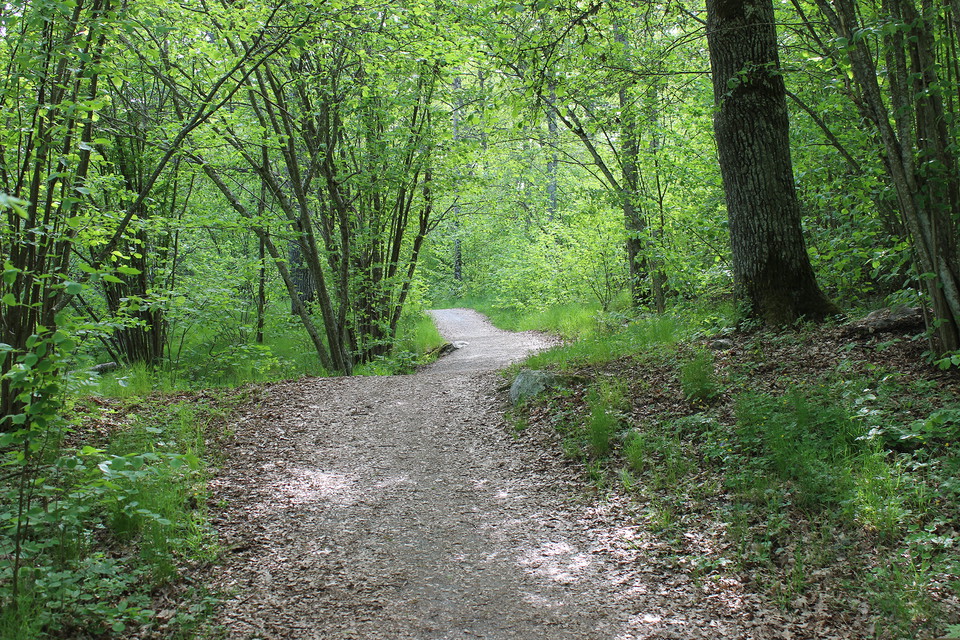 Grusad led genom lövskog.