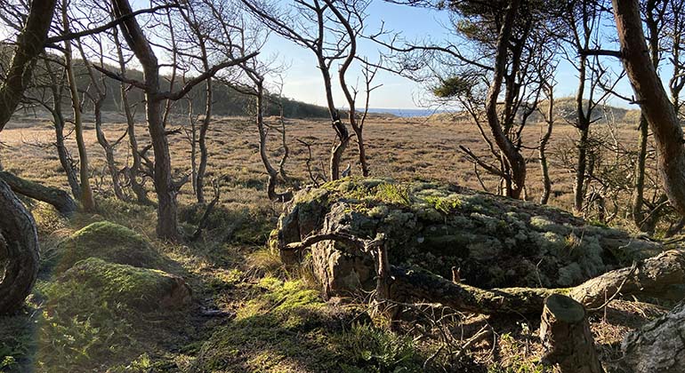 Vy över reservatet med träd och stenar