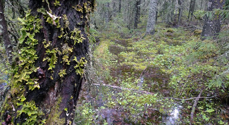 Den känsliga lunglaven på gammal sälg i Bondarvsvallsberget.