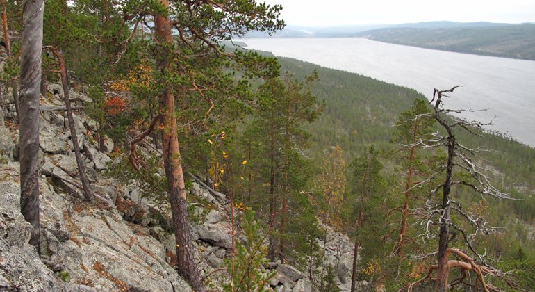 Utsikt över Stora Luleälv från Njietjagårsså naturreservat.