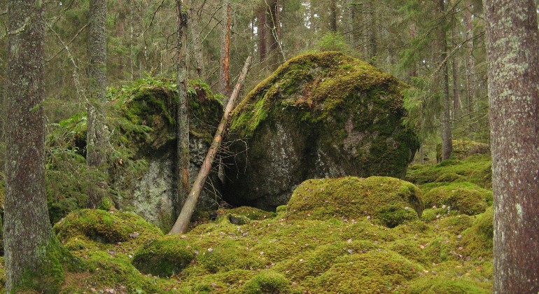 Döda träd och blockig skog. Foto Linda Stöberg.
