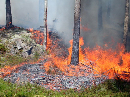 Skogen brinner under en naturvårdsbränning.