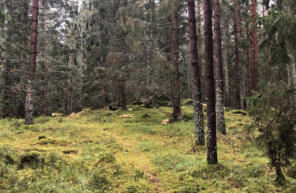 Björkviksmossen