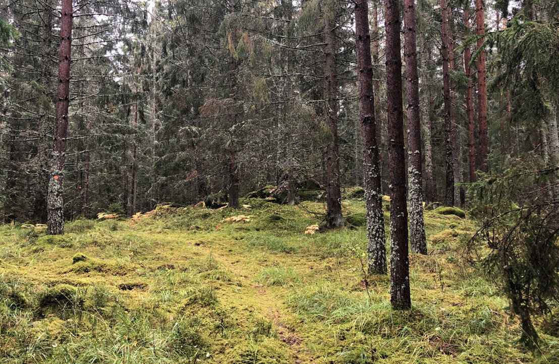 Björkviksmossen