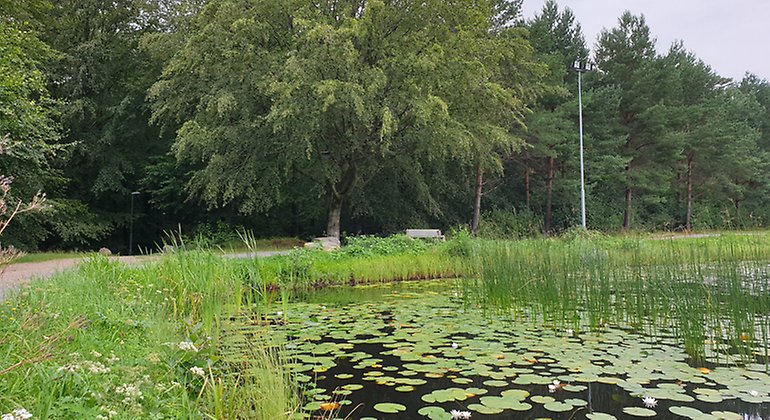 Damm vid Uggleskogen.